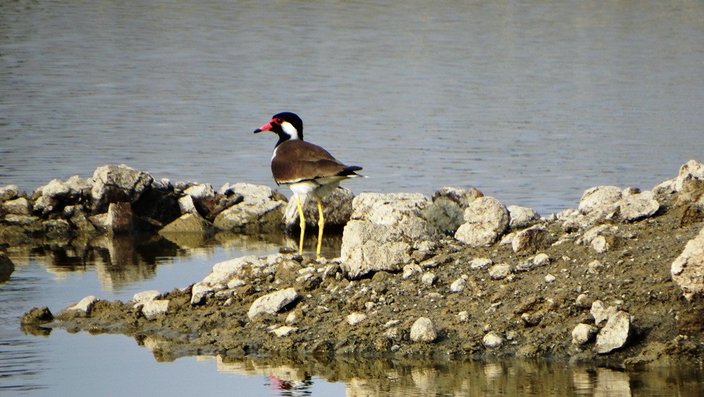 Red-wattled Lapwing - ML139990201