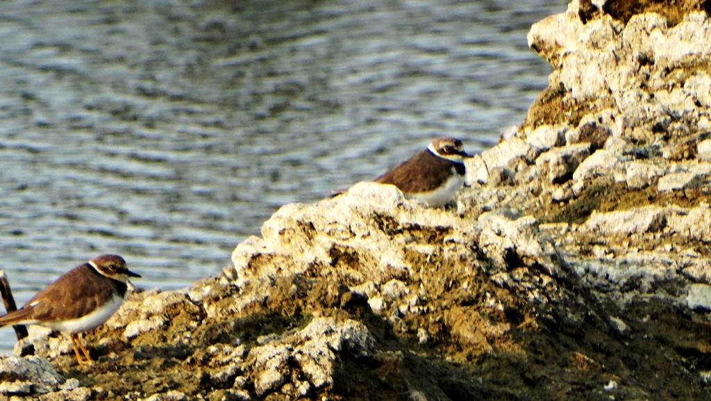 Little Ringed Plover - ML139990301