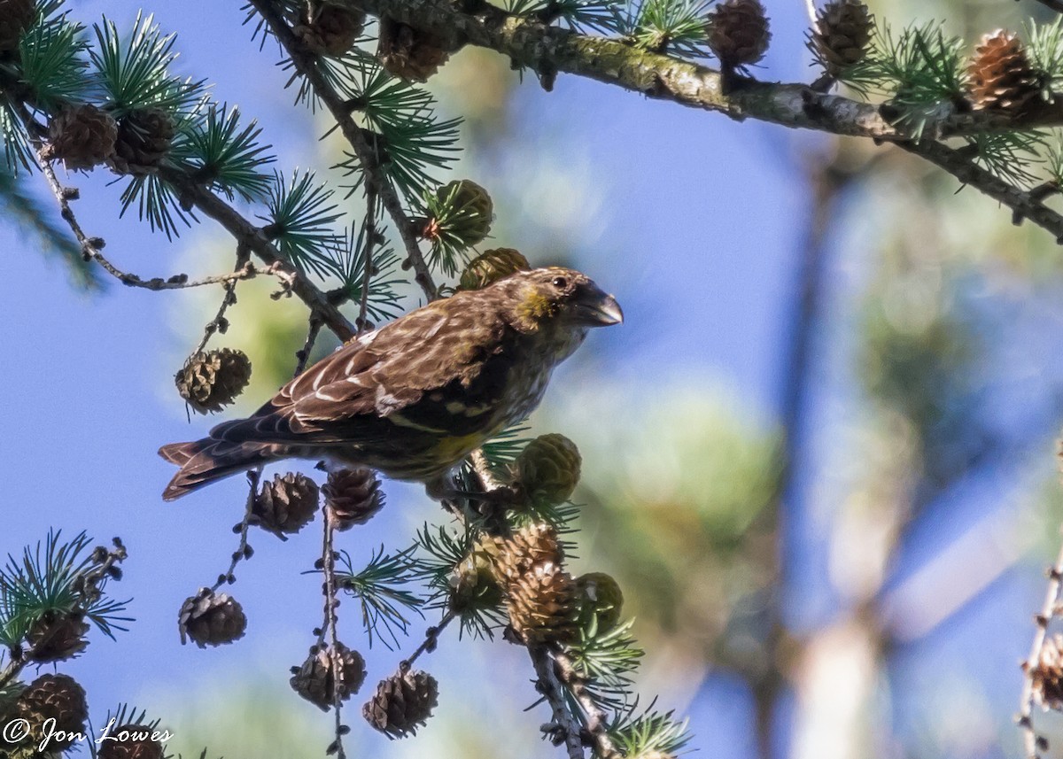 White-winged Crossbill (bifasciata) - Jon Lowes