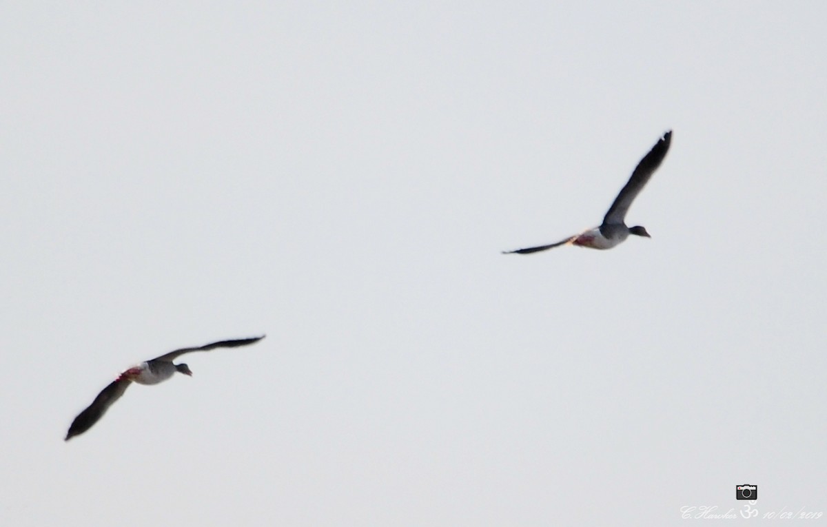 Common Shelduck - ML139990551