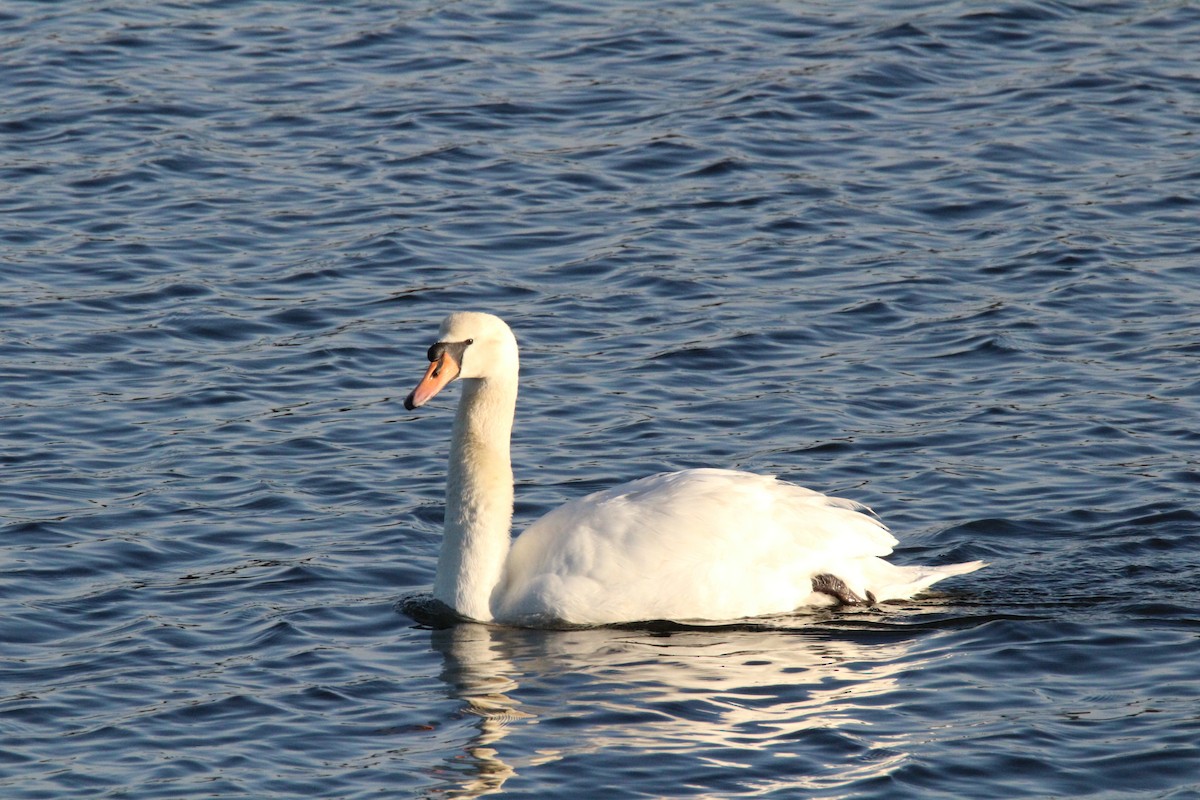 Mute Swan - ML139990561