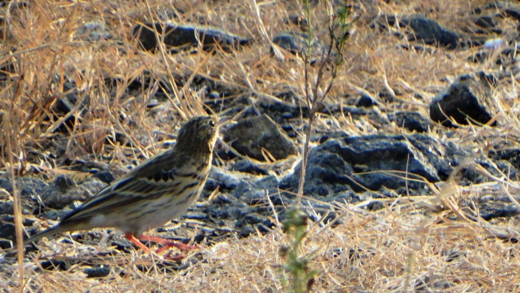 Tree/Olive-backed Pipit - Sreekumar Chirukandoth