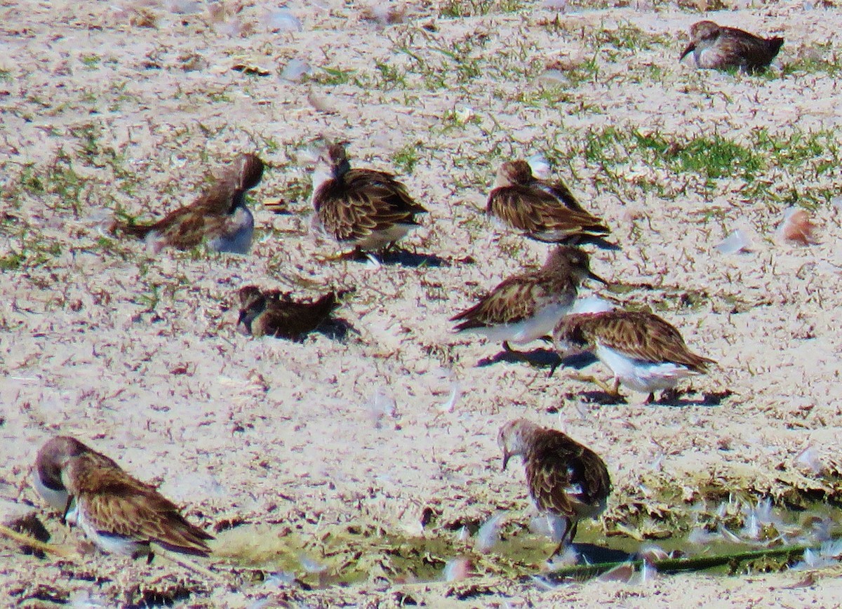 pygmésnipe - ML139993391