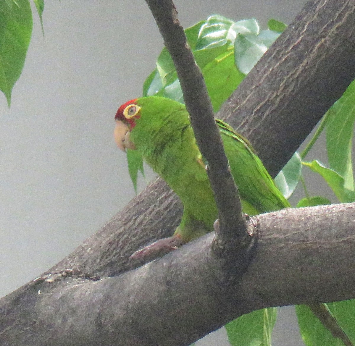 Conure à tête rouge - ML139994811