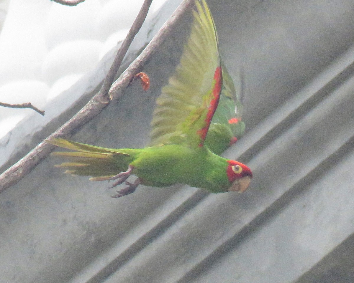 Conure à tête rouge - ML139994821