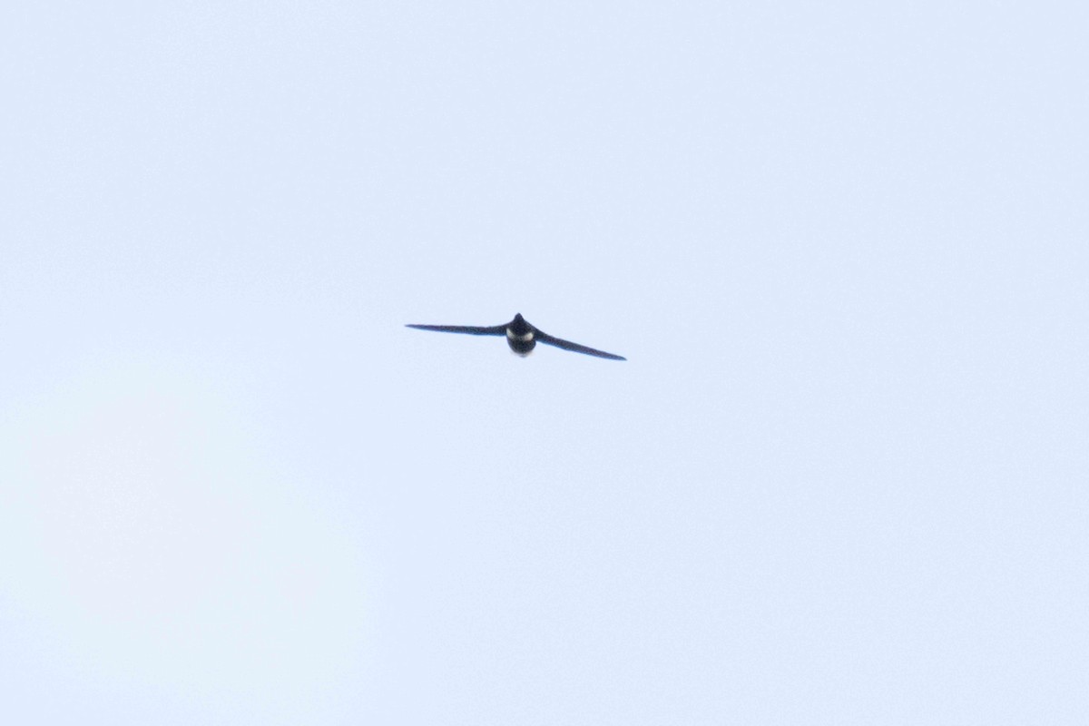 White-tipped Swift - ML139995601