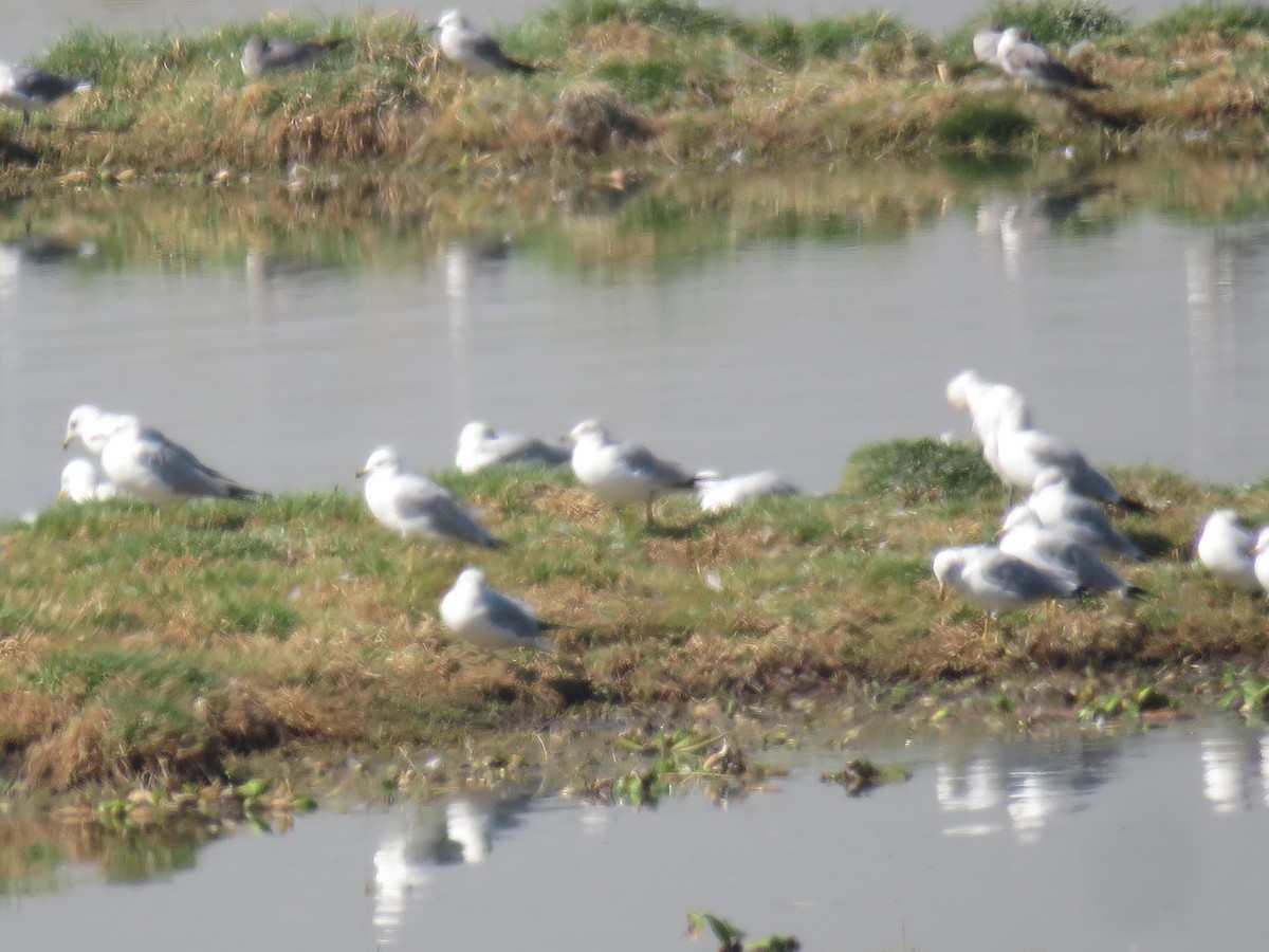 Ring-billed Gull - ML139998761