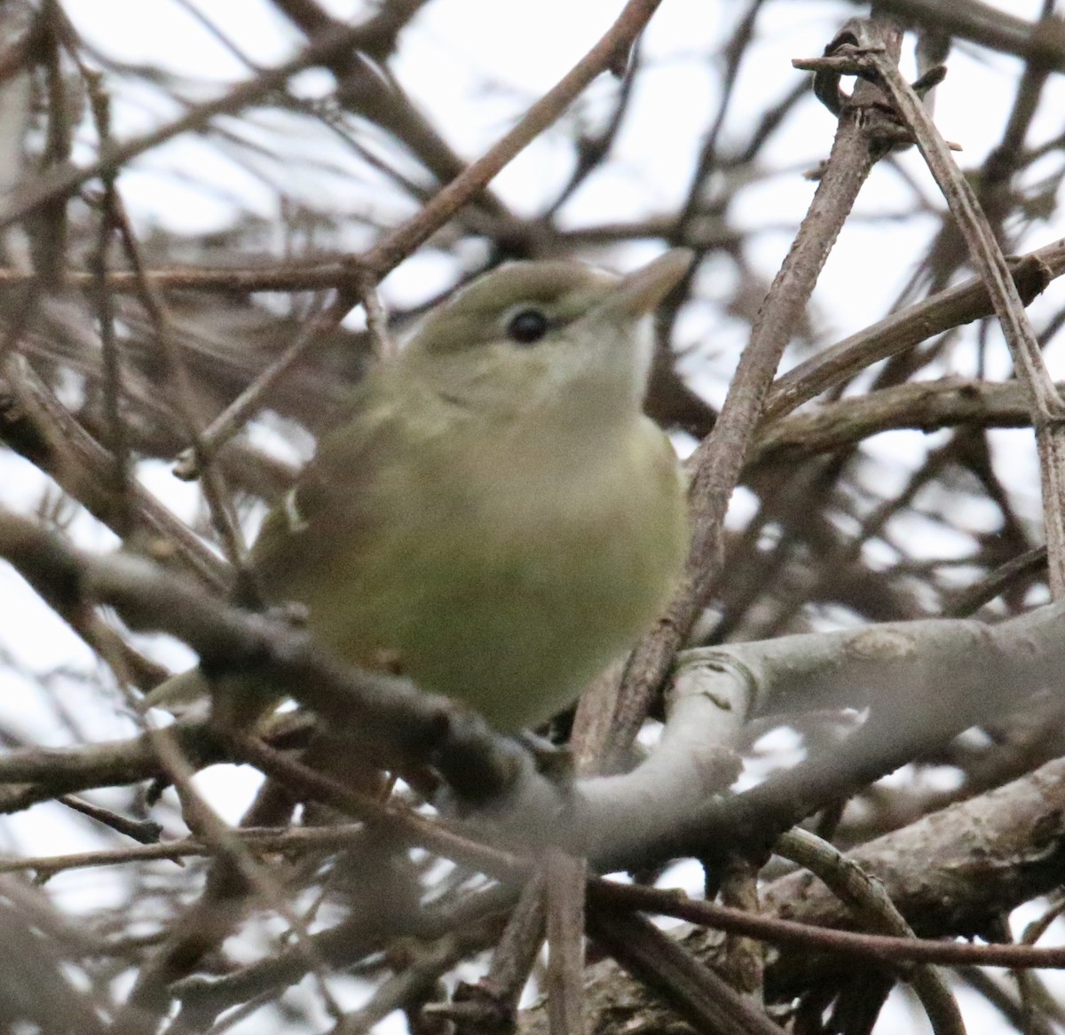 Bell's Vireo - ML139998981