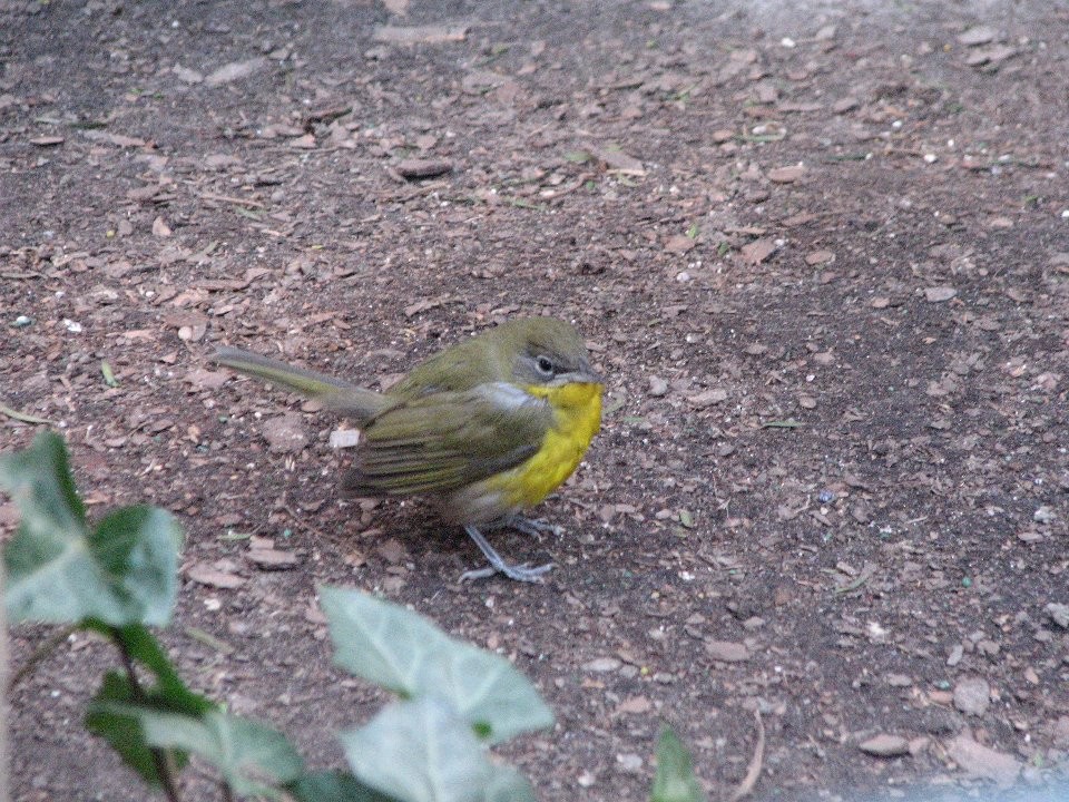 Yellow-breasted Chat - ML139999121