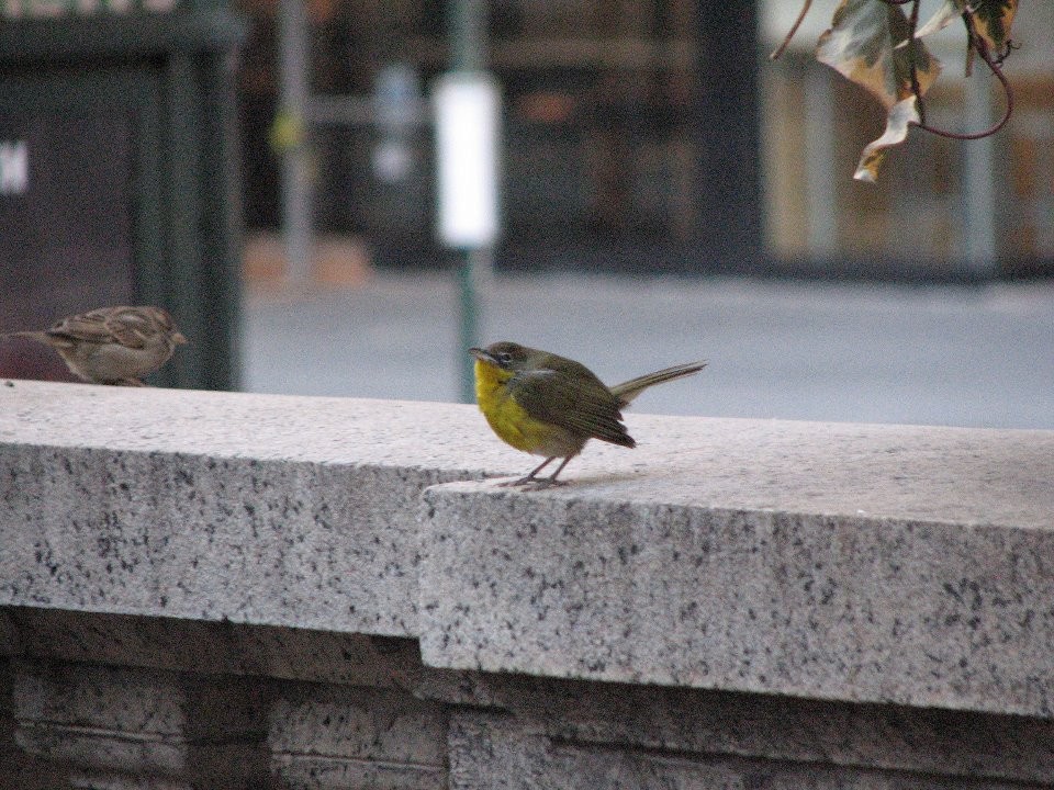 Yellow-breasted Chat - ML139999161