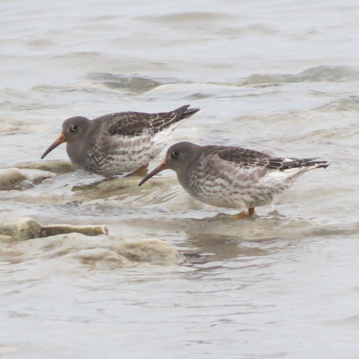 Purple Sandpiper - ML139999931