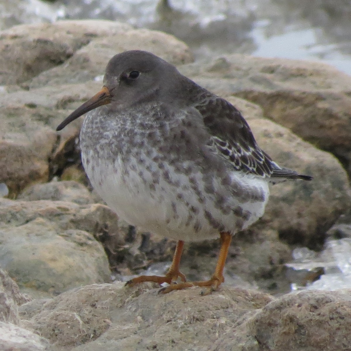 Purple Sandpiper - ML139999961