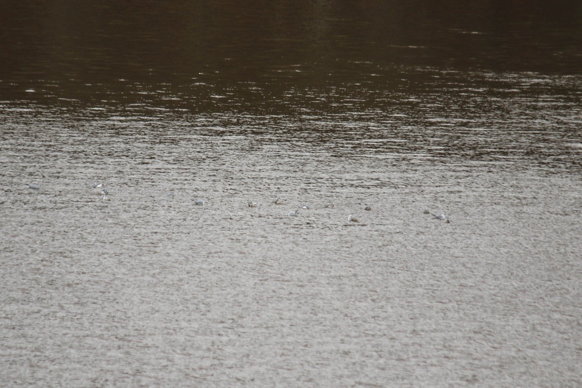 Mouette de Bonaparte - ML140000371