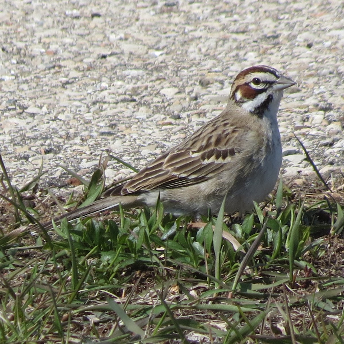 Lark Sparrow - ML140000451