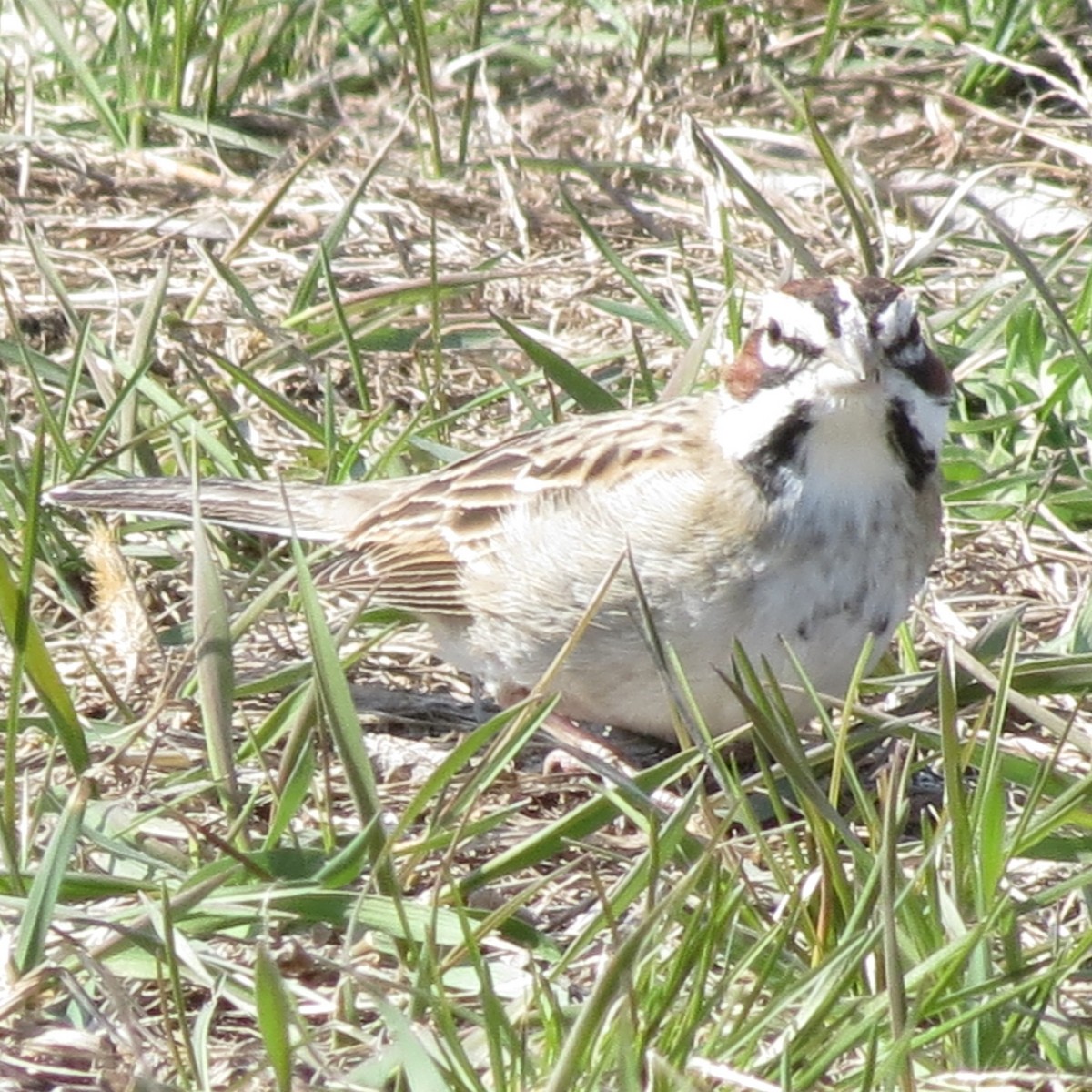 Lark Sparrow - ML140000521