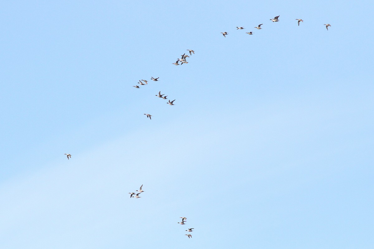 Northern Pintail - ML140000961