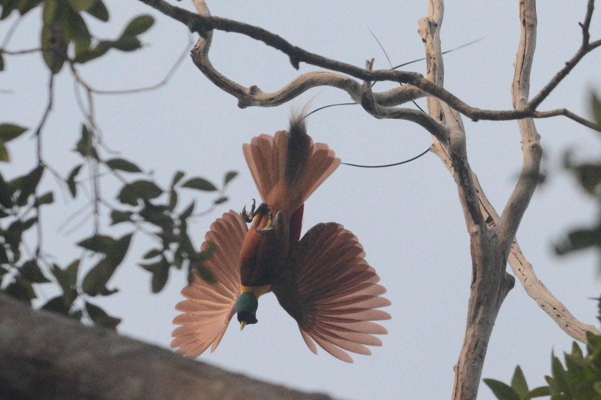 Red Bird-of-Paradise - ML140002951