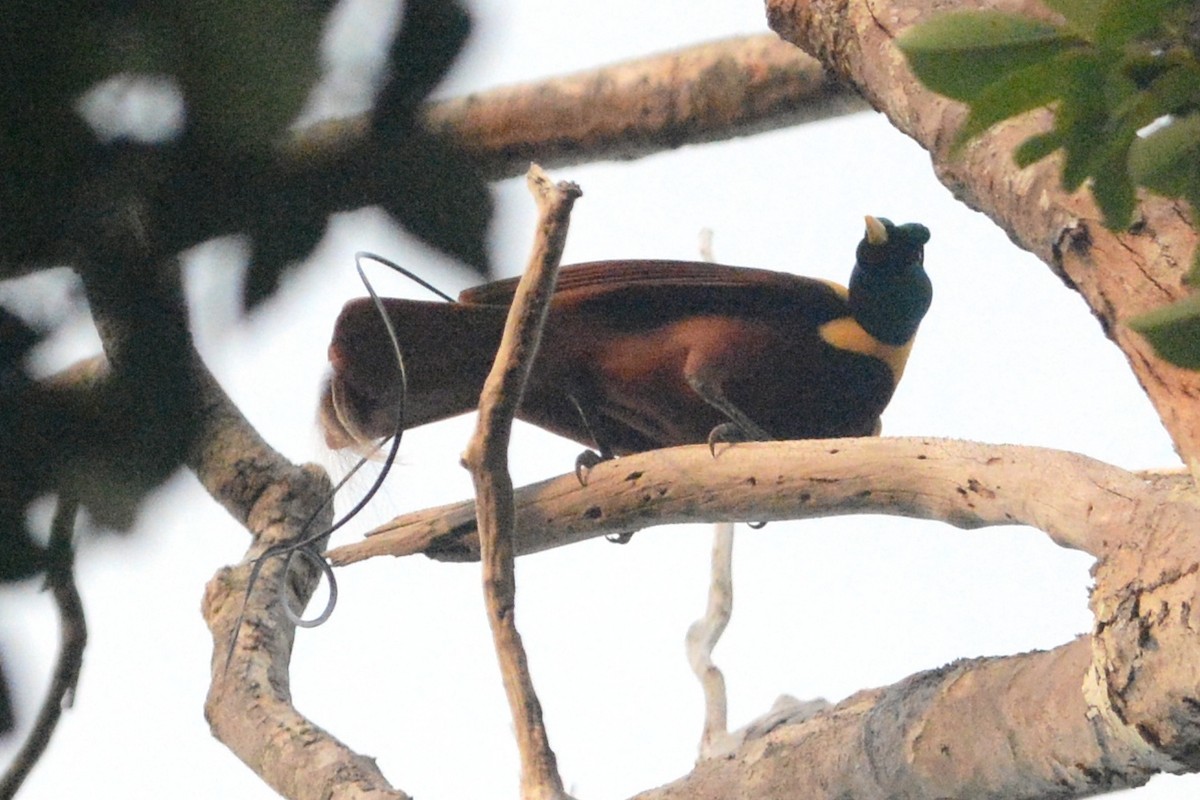 Red Bird-of-Paradise - ML140002961