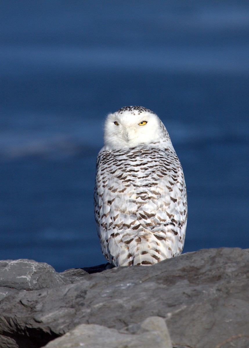 Snowy Owl - Tim Lenz