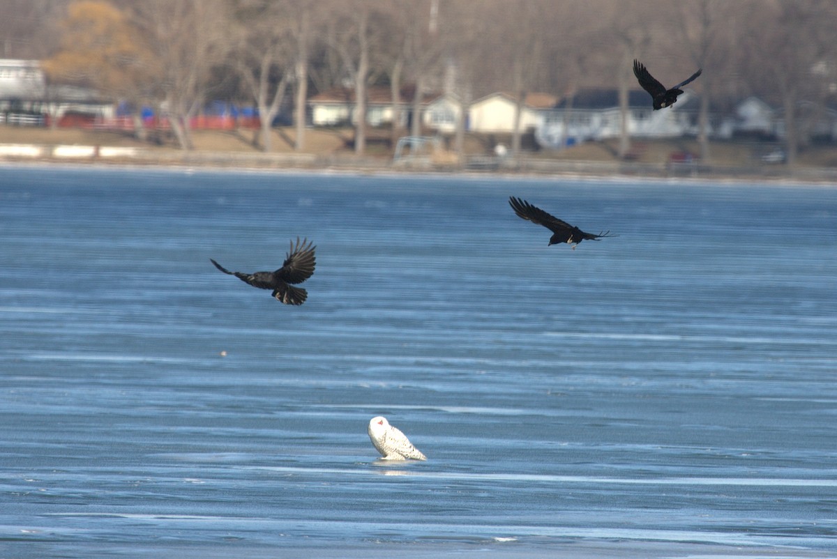 American Crow - ML140003361