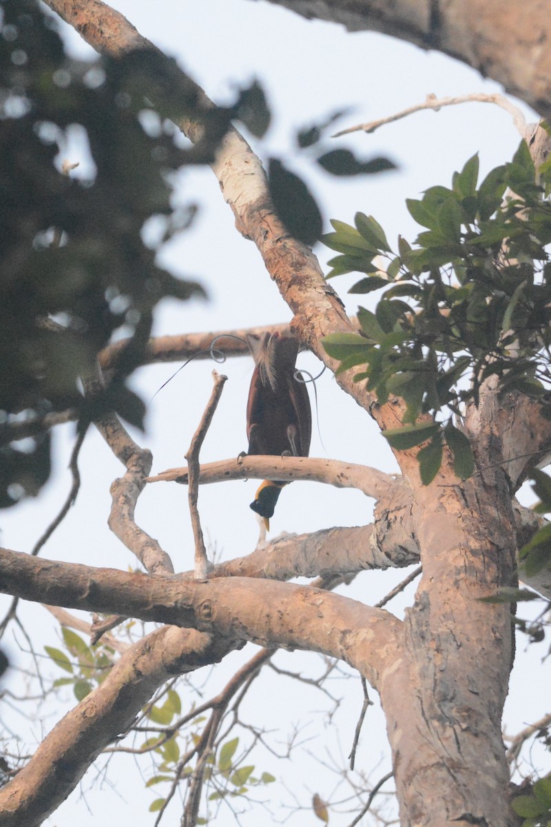 Red Bird-of-Paradise - ML140003461