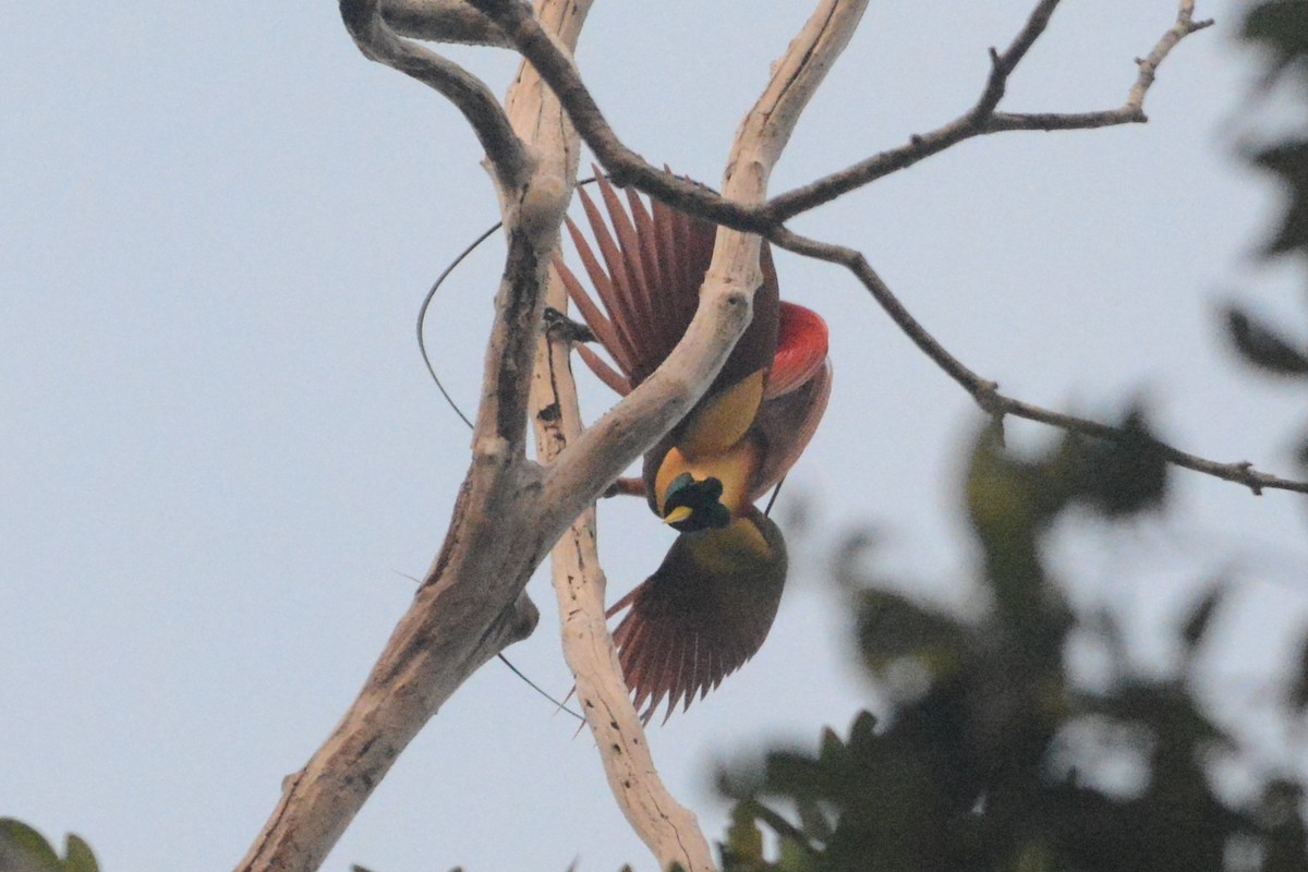 Red Bird-of-Paradise - Cathy Pasterczyk