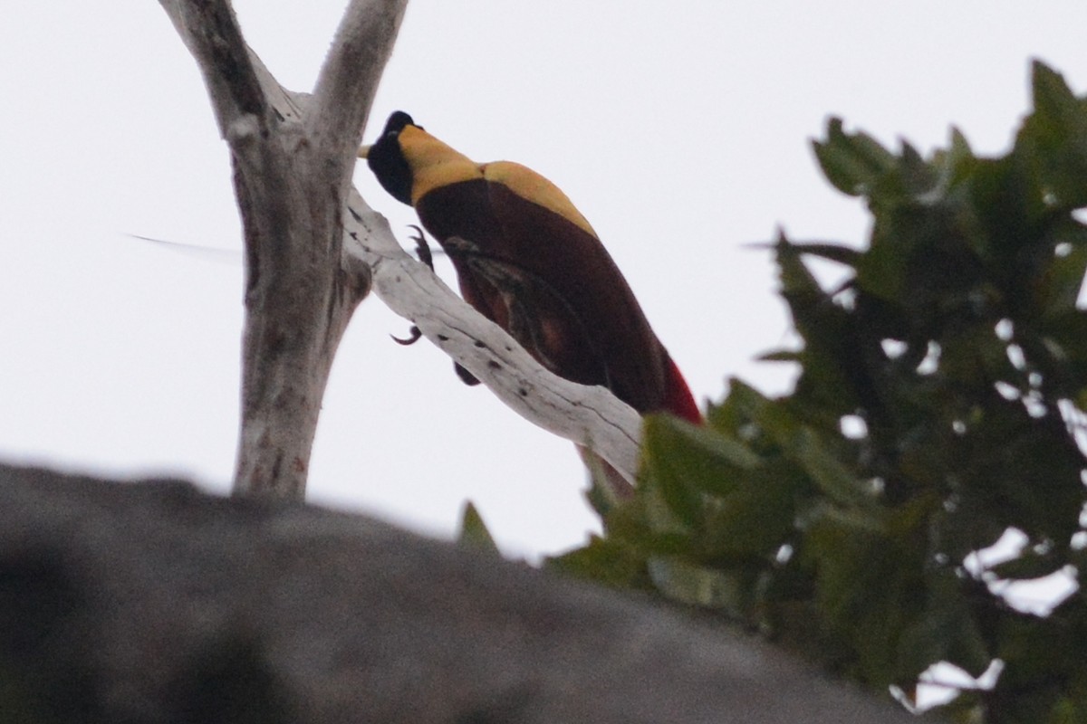 Red Bird-of-Paradise - ML140003601