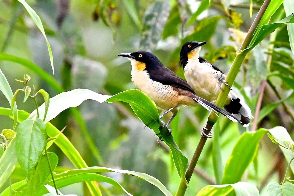 Black-capped Donacobius - ML140003611