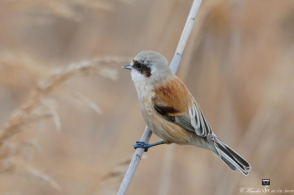 Eurasian Penduline-Tit - ML140005631