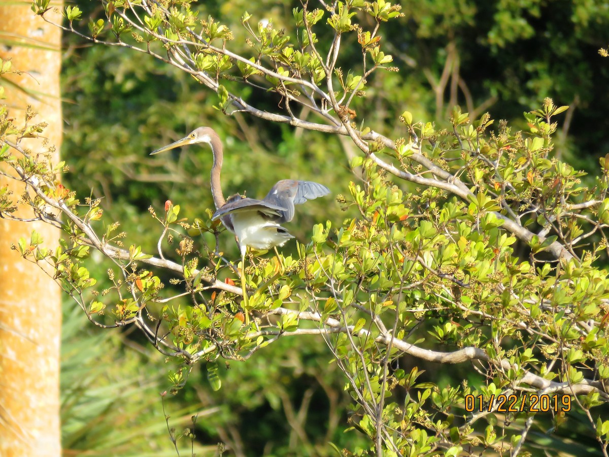 Tricolored Heron - ML140005671