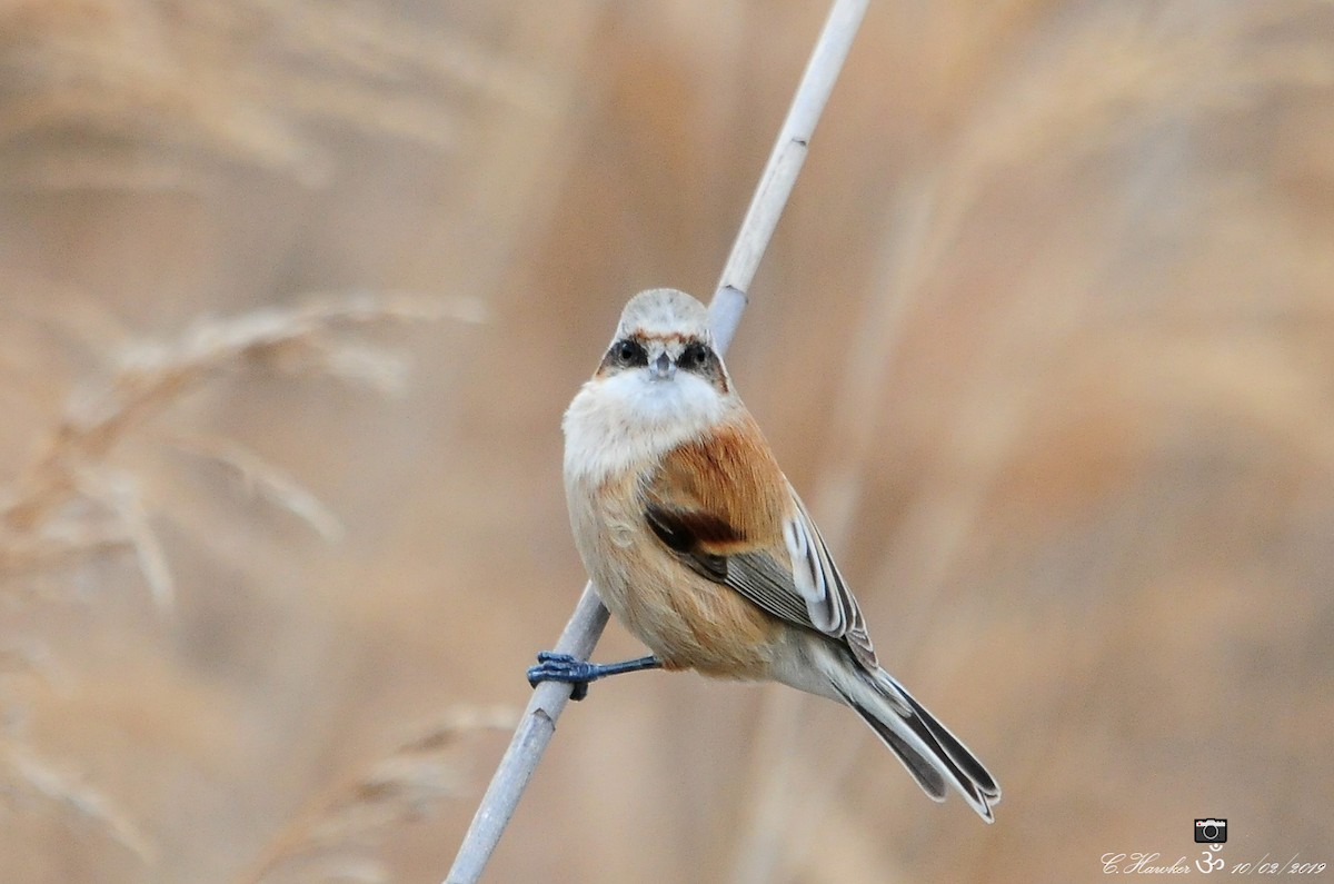 Eurasian Penduline-Tit - ML140005741