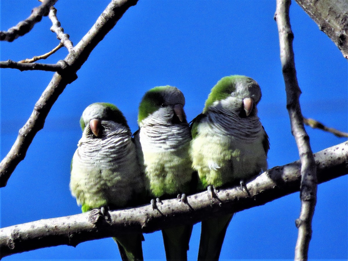 Monk Parakeet - ML140006181