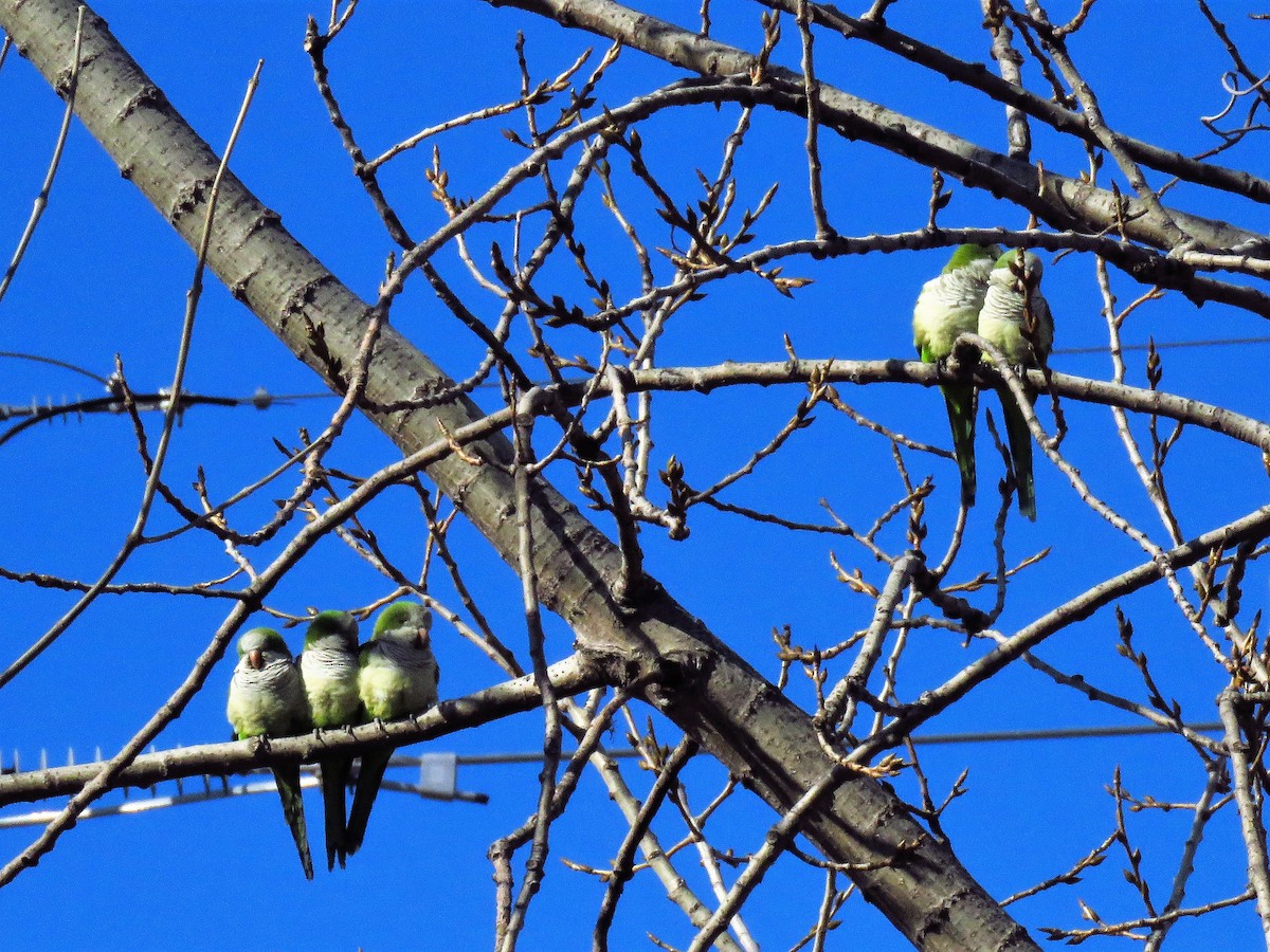 Monk Parakeet - ML140006211