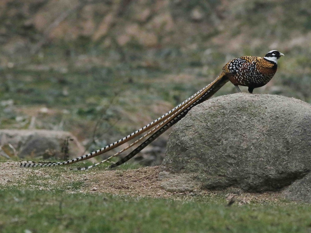 Reeves's Pheasant - David Beadle