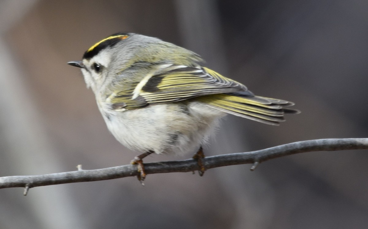 Golden-crowned Kinglet - ML140008821