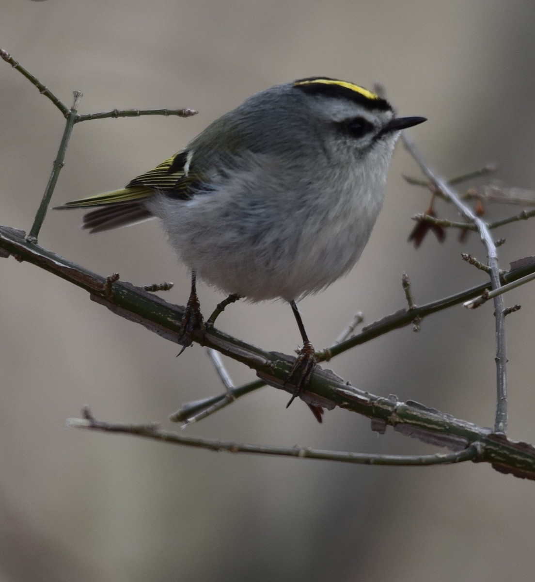 Golden-crowned Kinglet - ML140008891