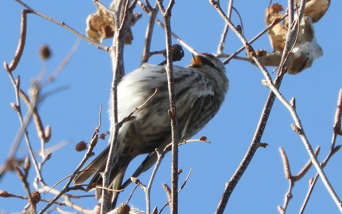 Common Redpoll - ML140009471