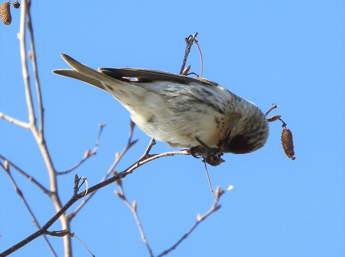 Common Redpoll - ML140009481