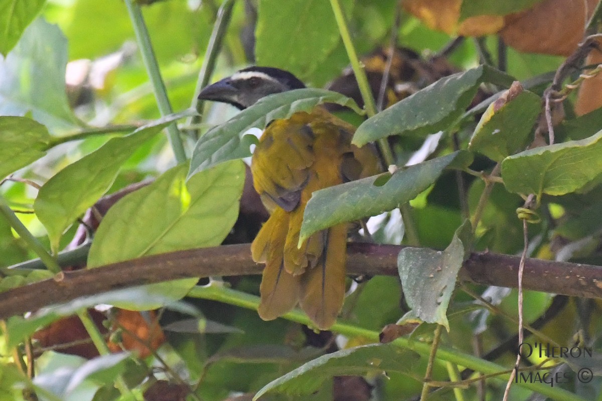 Black-headed Saltator - ML140009671