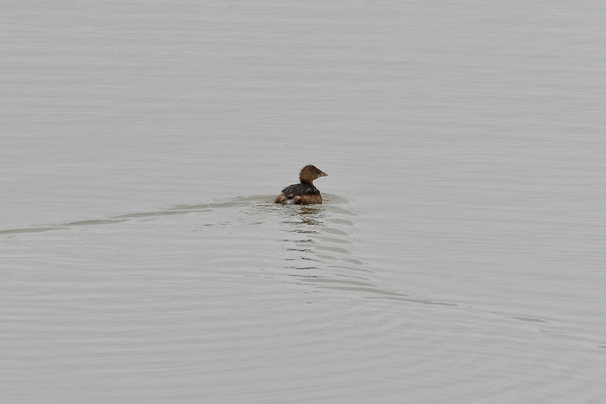 Pied-billed Grebe - ML140010101