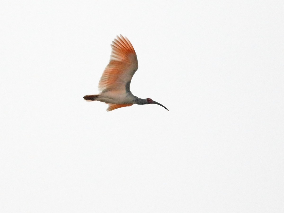 Crested Ibis - ML140010541