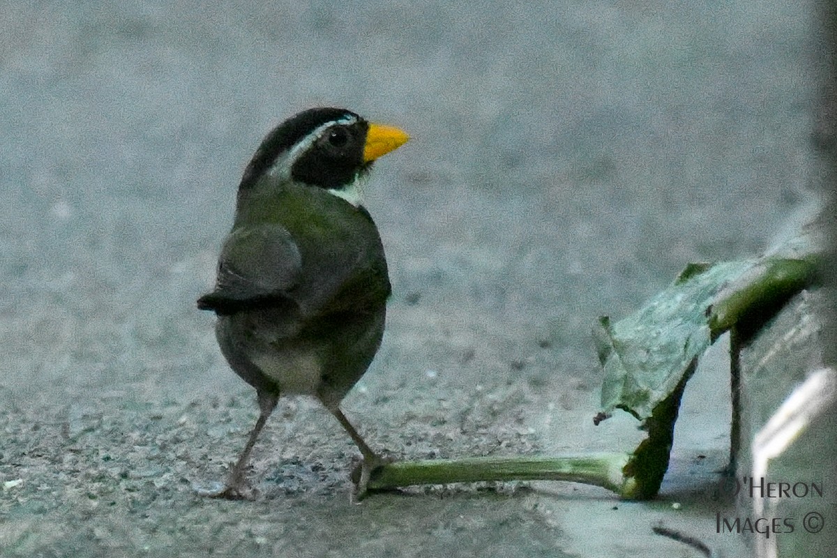 Orange-billed Sparrow - Alan OHeron