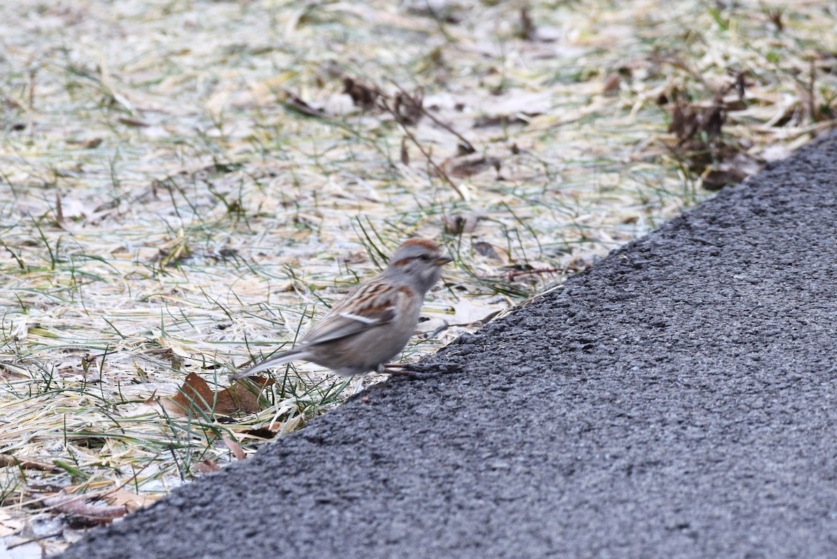 American Tree Sparrow - ML140013441