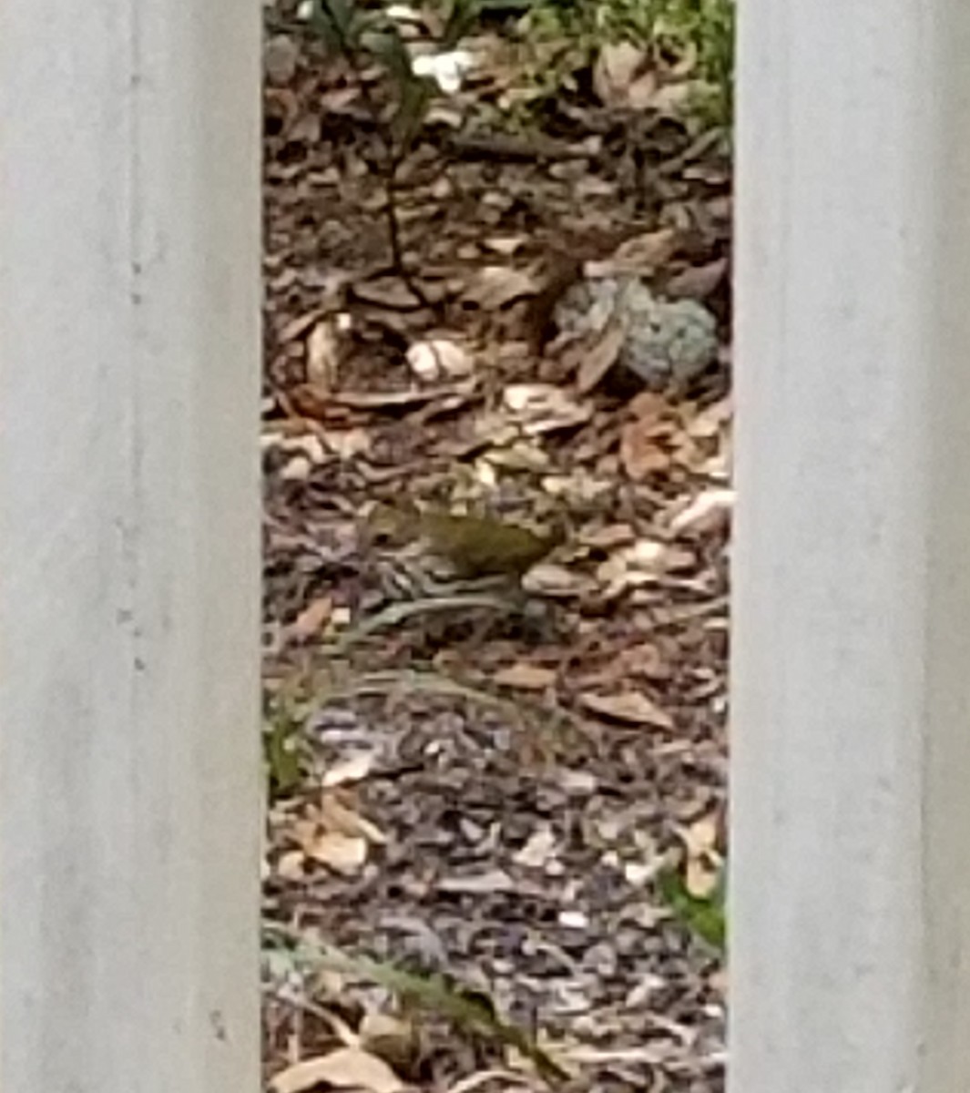 Ovenbird - ML140014031