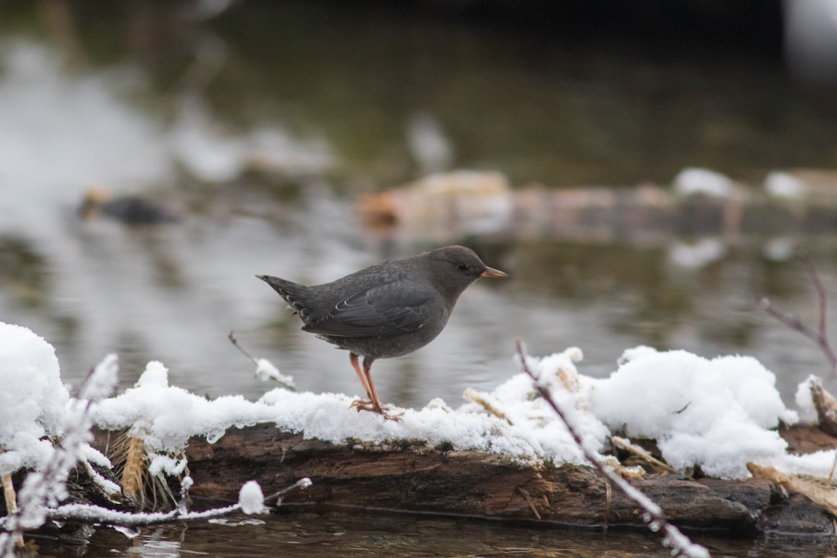 American Dipper - ML140014521