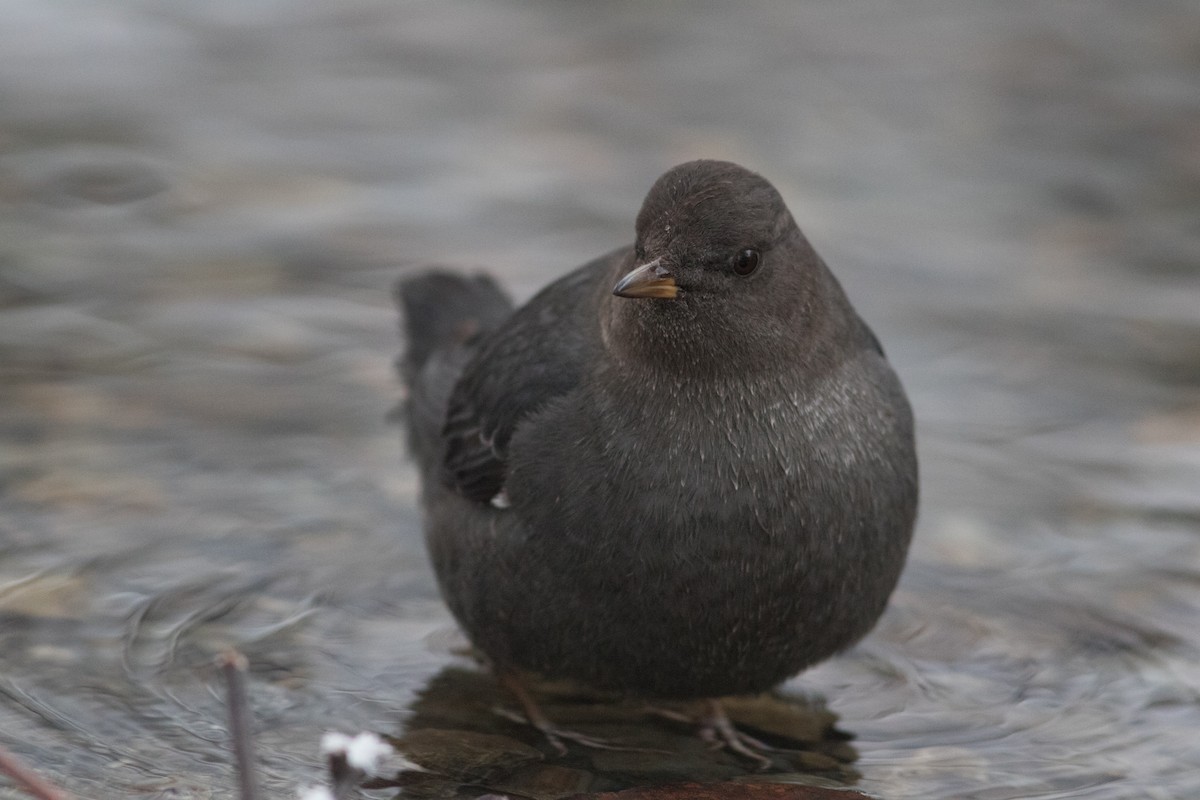 American Dipper - ML140014741