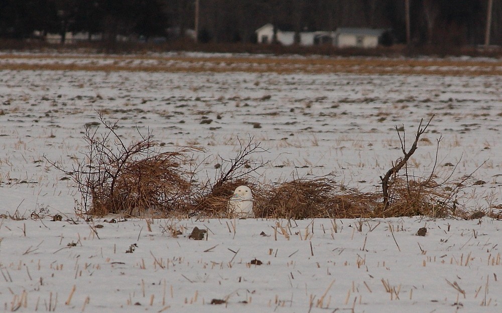 Snowy Owl - Josée Rousseau