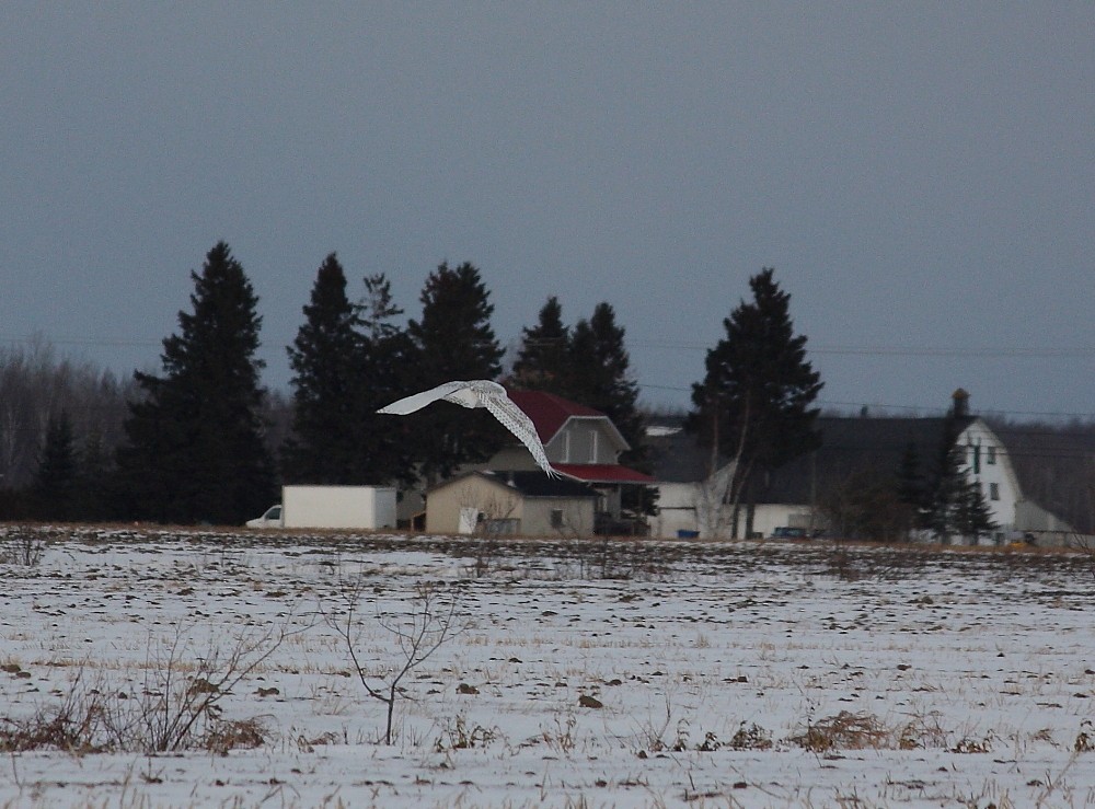 Snowy Owl - ML140014911