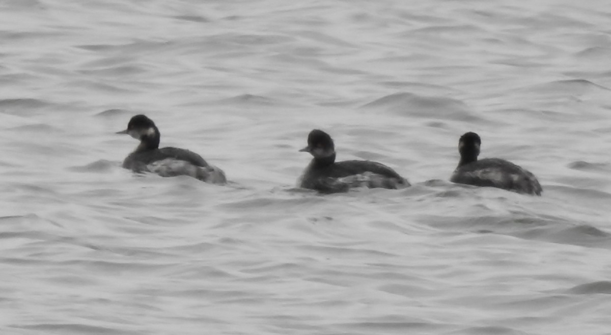 Eared Grebe - ML140015391