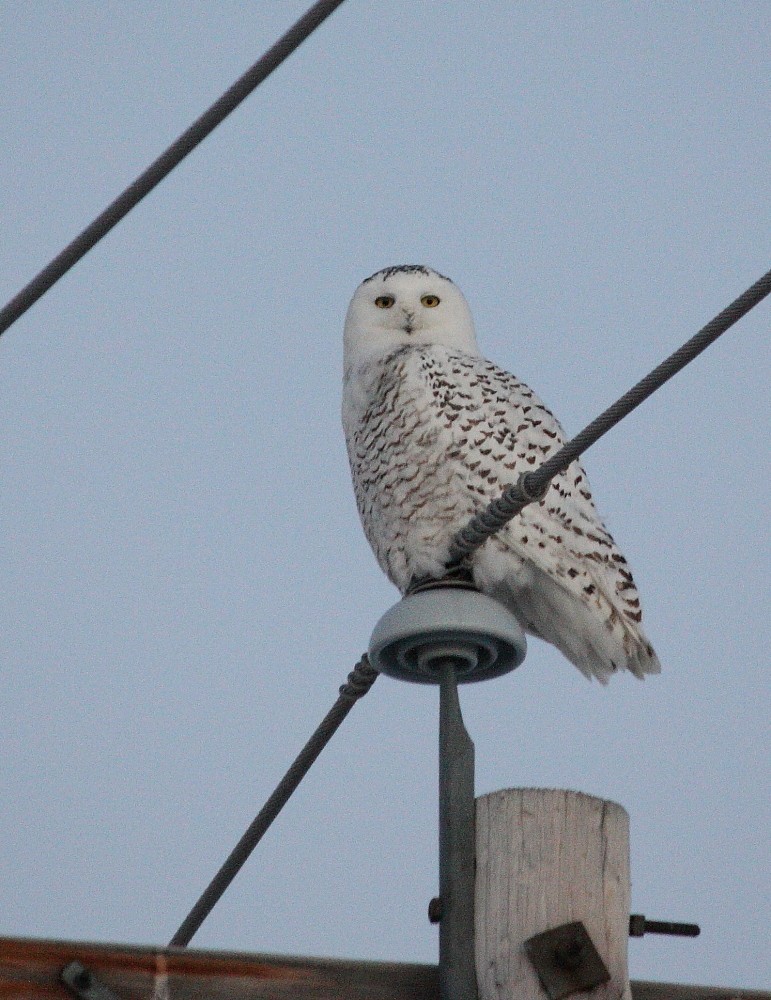 Snowy Owl - ML140015651